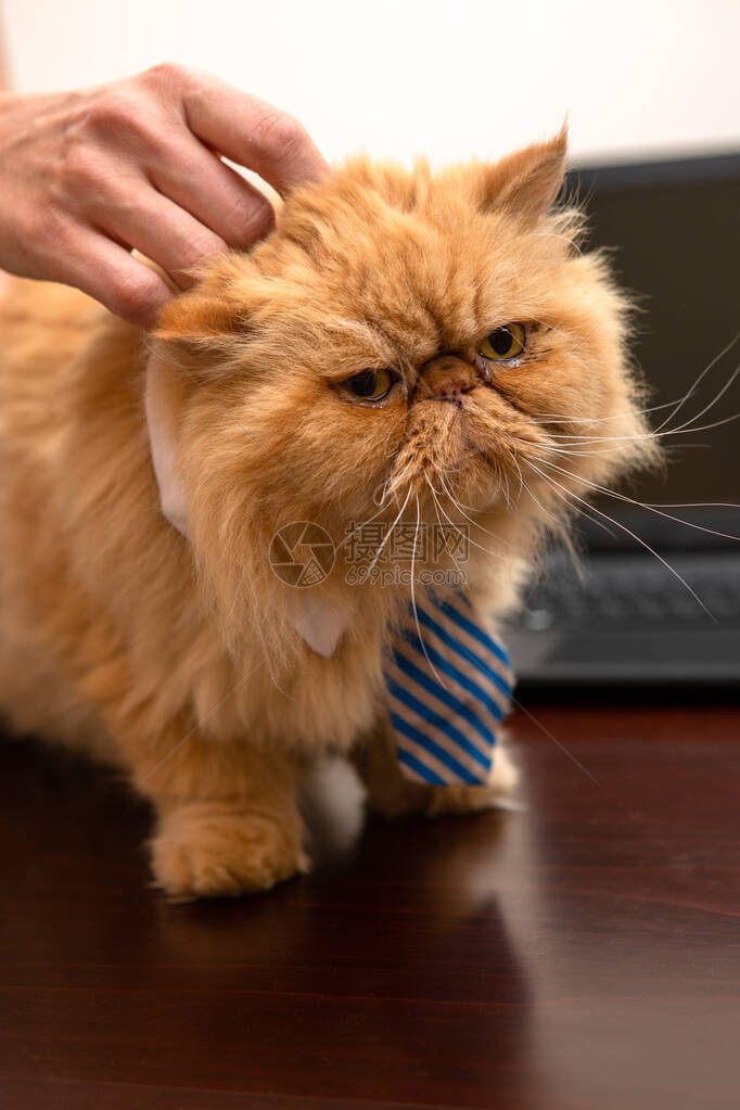 照片来自异国猫带条纹领带和男人的图片