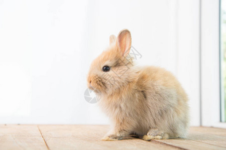 可爱的小兔子在可爱的动作图片