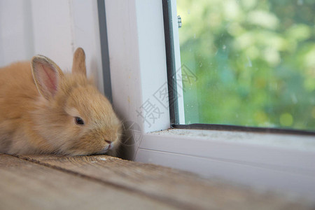 可爱的小兔子在可爱的动作图片