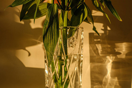 玻璃花瓶中的花朵墙上图片