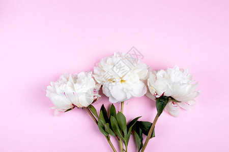 柔和的粉红色背景上的白色牡丹花一朵牡丹的最小背景情人节图片
