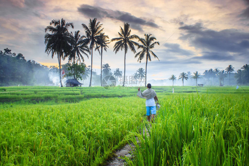 农夫在稻田里散步图片