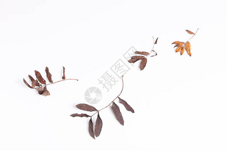 粉白背景上的干秋叶和浆果的构成图片
