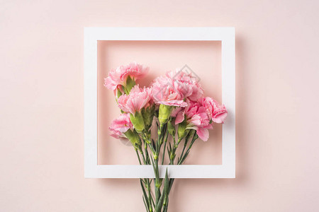 粉红背景白方框的康乃馨花香构成以粉红色图片