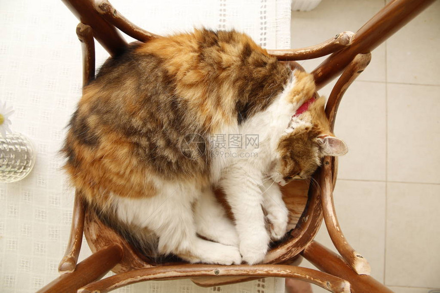 一只可爱成人卡利科猫的顶端景色睡在倒着图片