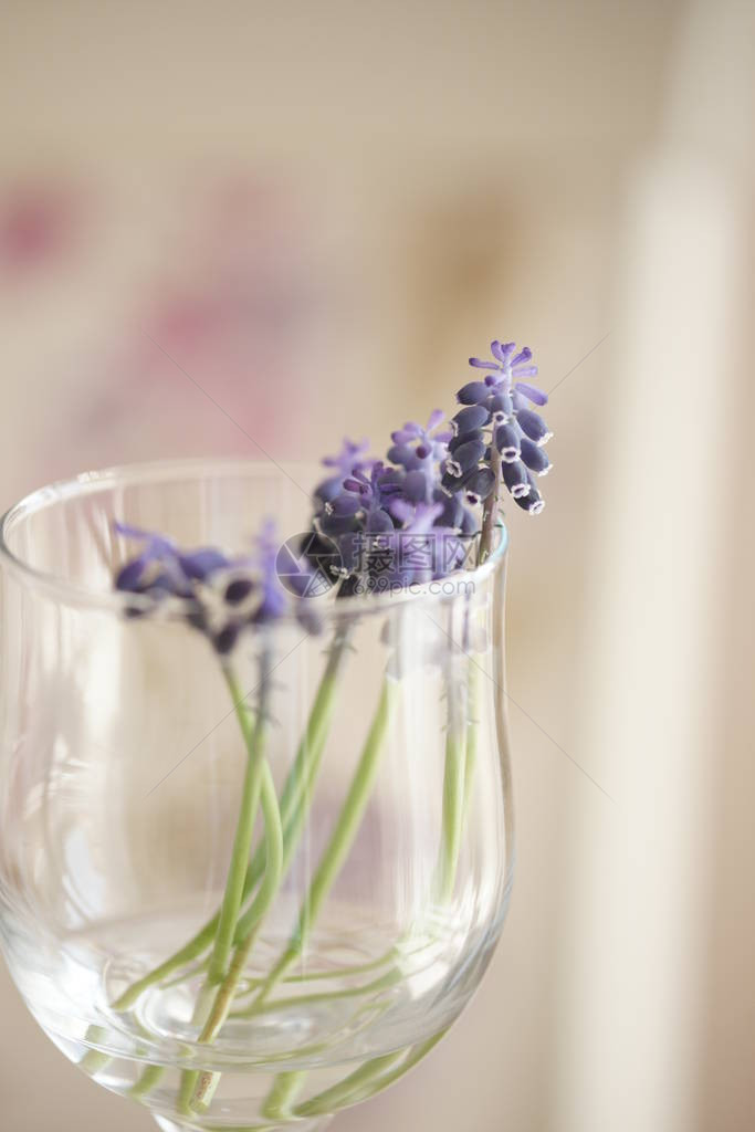 房间桌子背景上有水的玻璃杯中的紫色花朵图片