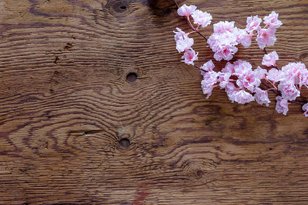 木制背景上的粉红鲜花图片