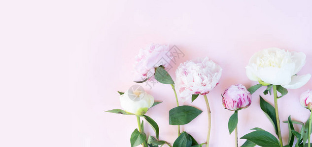 粉色桌子上美丽的鲜粉色和白色牡丹花顶视图和图片