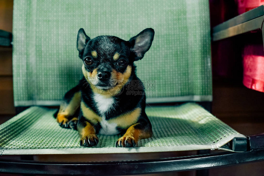 吉娃小狗坐在咖啡馆的椅子上黑色棕色和白色的吉娃夏季咖啡馆里有趣的小狗是人类的朋友小品种的宠物狗的聪明的眼图片