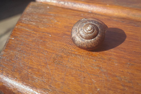 木桌背景上的蜗牛壳动物屋图片