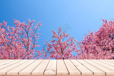 旧木板地和背景花园中开满粉红色花朵的树木图片