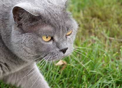 英国短头发猫在花园图片