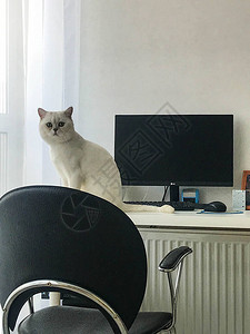 白色可爱的小猫坐在窗边的桌子上猫玩电脑猫看着主人图片