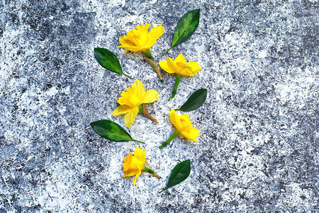 白色和黑色背景上的水仙花春天的黄色花朵平躺设计图片