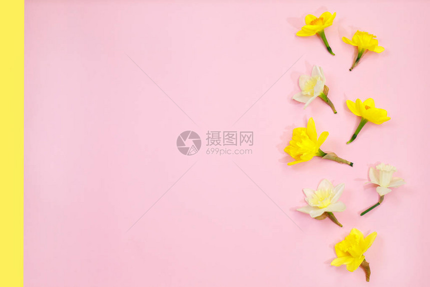 水仙onpink背景春天的黄色花朵平躺设计顶视图复制空间概念到3月8日国际妇女节母亲节春图片