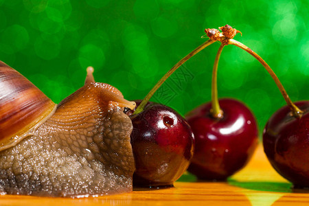 蜗牛吃樱桃特写视图图片