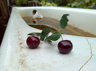 两颗红樱桃莓躺在花园里一个图片