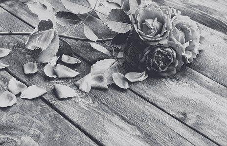 旧木板上的玫瑰和花瓣黑白照片花框设图片