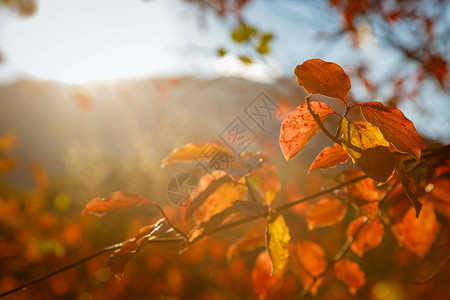 和橙色的秋叶背景秋季系列图片