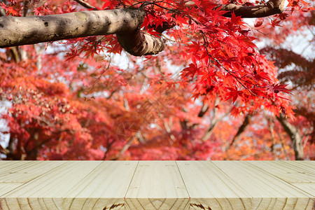 在秋天配有全红色的日本柳木树花园的直观木质柜台图片