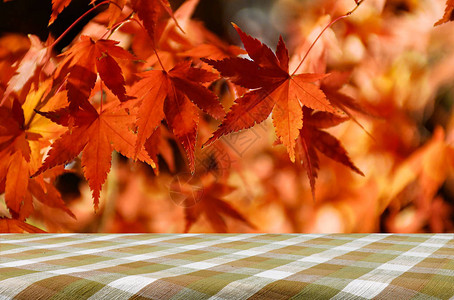 秋天日本的青树花园图片