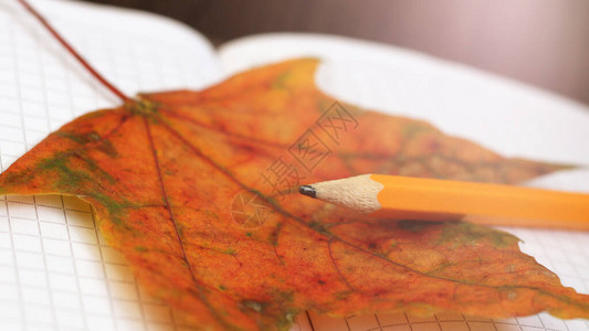 橙色铅笔秋叶和书学校主图片