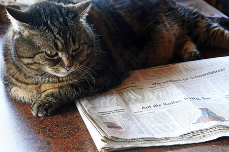 报纸读者消息灵通猫会看报纸如图片