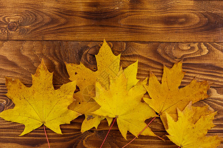 木背景的秋叶树顶视图图片