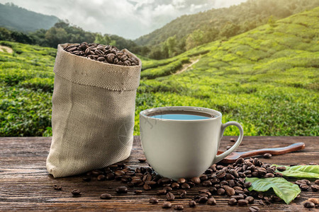 在时咖啡种植园风景的背景下图片