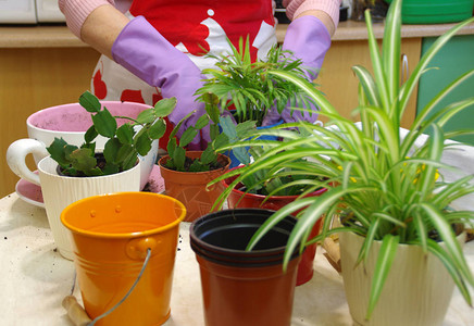 园艺一名妇女种植陶物工具手套和鲜花放在桌子图片