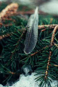 蓝色云杉树枝的创意布局树枝上有一个锥体和一只鸟的羽毛圣诞图片