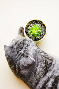 一只好奇的灰色苏格兰折叠猫坐在仙人掌旁边背景图片