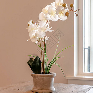 方形美丽的室内盆栽兰花图片