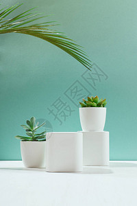 浅色背景下的白色空盒子仙人掌和带阴影的肉质植物的橱窗展示样品放置样机式美背景图片