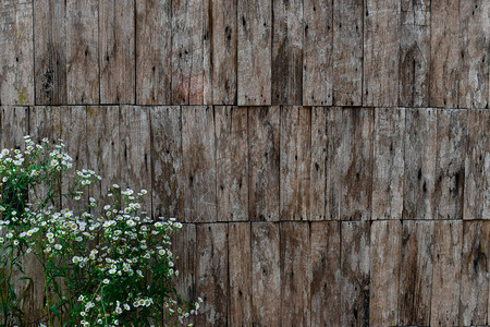 层的旧木板墙和白花背景图片