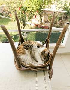 中央视角的图像一个可爱成人卡利科猫睡觉在倒转旋图片