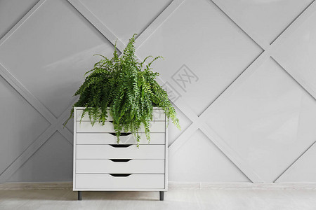 时尚的抽屉柜灰色墙壁附近有室内植物背景图片
