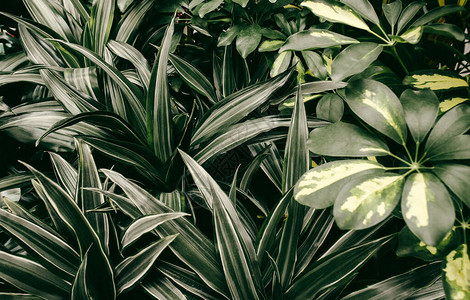 热带植物绿色背图片