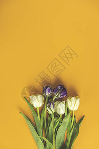 花组成黄色背景上的紫罗兰色和淡黄色郁金香花情人节背景图片