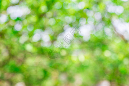 绿色自然Bokeo背景图片