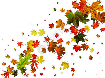 秋叶风11月落叶图案背景季节概念图片