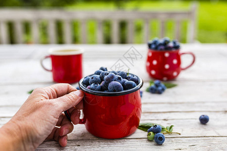 新鲜采摘的成熟蓝莓放在花园图片