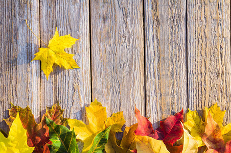 枫叶在木背景上的秋天颜色图片