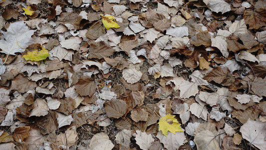 秋叶背景黄色和棕色图片
