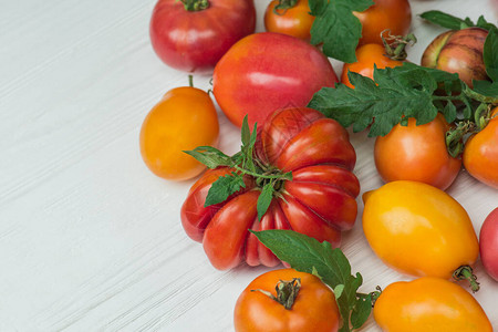 采摘新鲜的西红柿图片