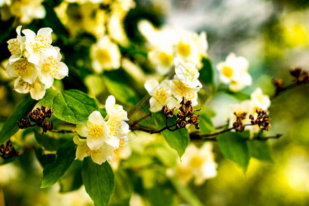灌木上的白色茉莉花图片