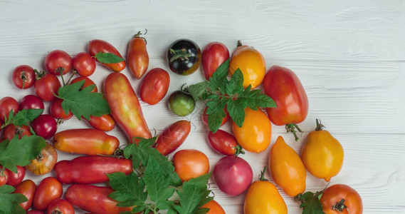 采摘新鲜的西红柿图片