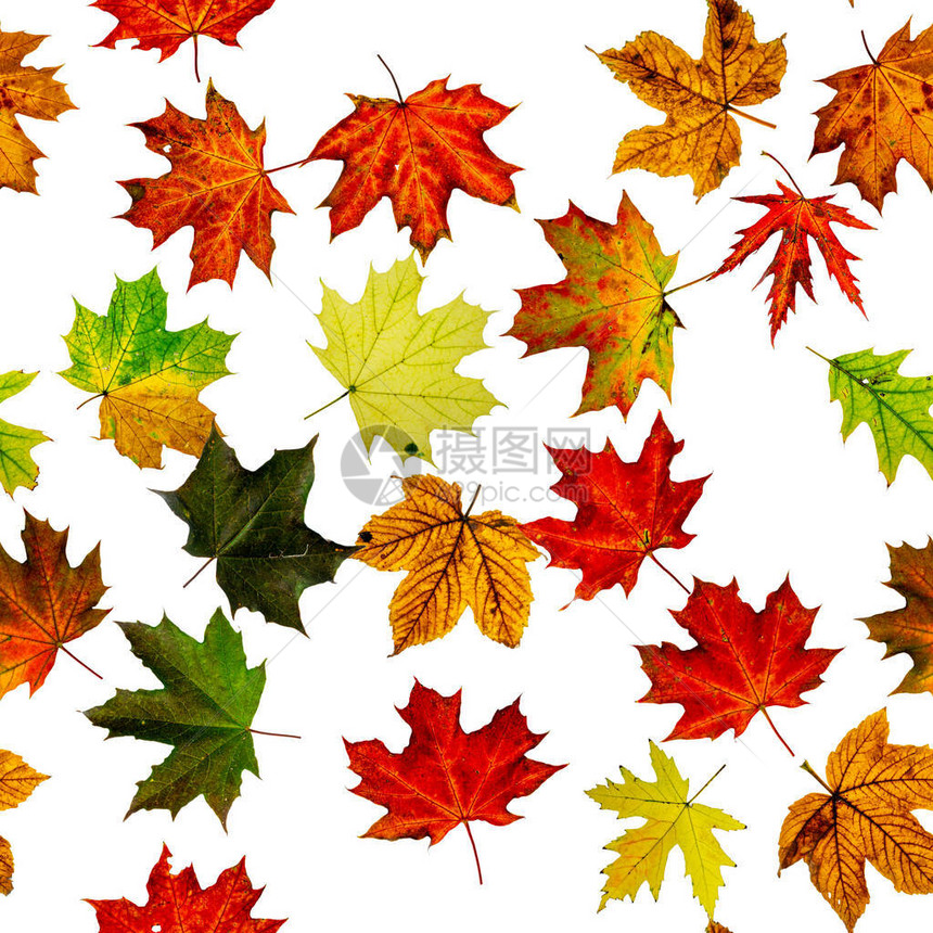 秋叶无缝图案五颜六色的枫叶季节叶子秋天背景秋天黄色红图片