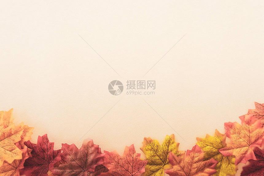 秋叶的顶端视图图片