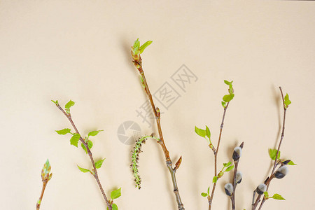 在浅色柔和的背景上开有刚开花的叶子的树枝春天的概念极简主义图片